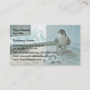 Peregrine Falcon Chicks, Female Business Card