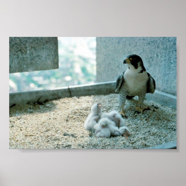 Peregrine Falcon Chicks, Female Poster (Front)