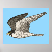 Peregrine Falcon Coloured Pencil drawing on blue