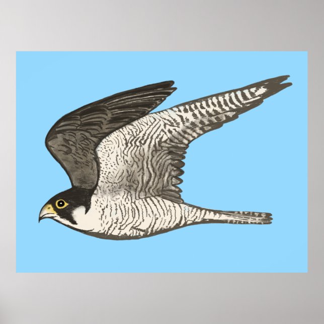 Peregrine Falcon Coloured Pencil drawing on blue Poster (Front)