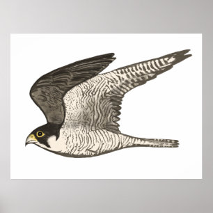 Peregrine Falcon Coloured Pencil drawing on white Poster