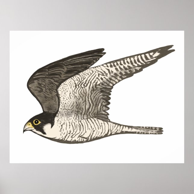 Peregrine Falcon Coloured Pencil drawing on white Poster (Front)