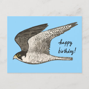 Peregrine Falcon Coloured Pencil HAPPY BIRTHDAY Postcard