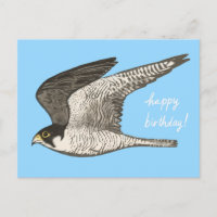 Peregrine Falcon Coloured Pencil HAPPY BIRTHDAY