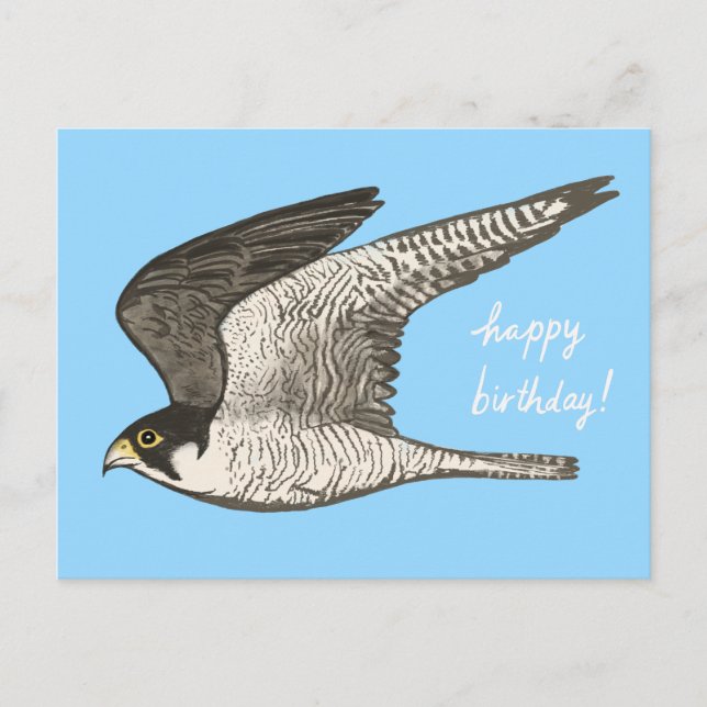 Peregrine Falcon Coloured Pencil HAPPY BIRTHDAY Postcard (Front)