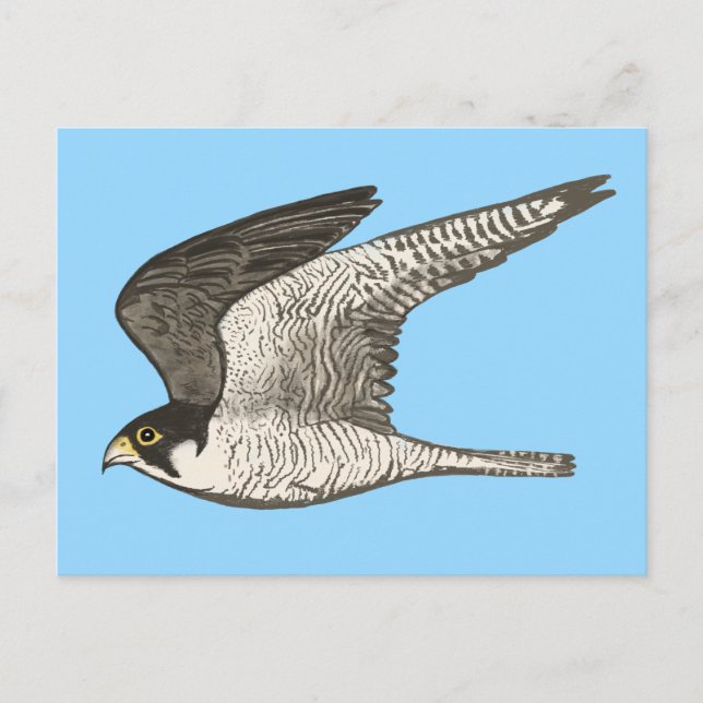 Peregrine Falcon Coloured Pencil Illustration Postcard (Front)