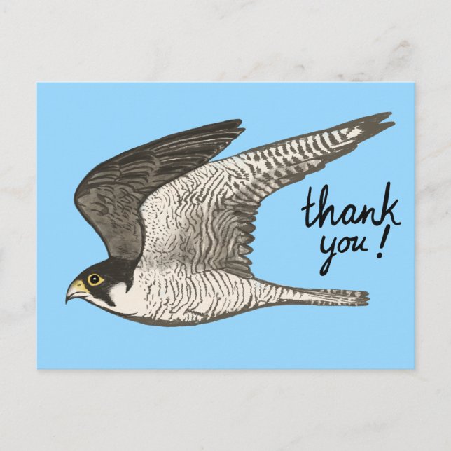 Peregrine Falcon Coloured Pencil THANK YOU Postcard (Front)
