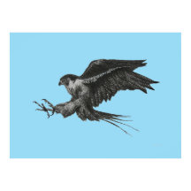 Peregrine Falcon Drawing on Canvas