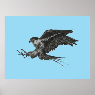 Peregrine Falcon Drawing on Canvas Poster