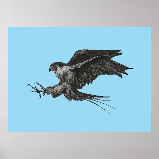 Peregrine Falcon Drawing on Canvas Poster (Front)