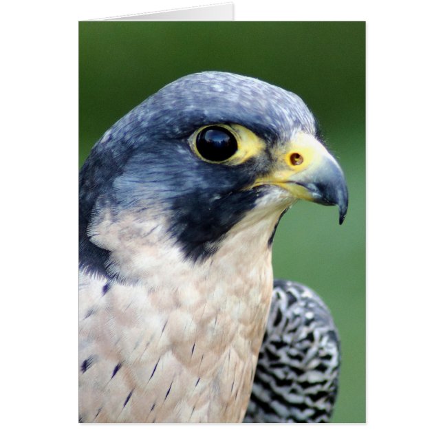 Peregrine Falcon Face Photo (Front)