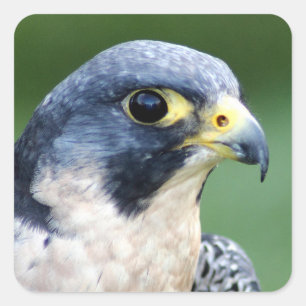 Peregrine Falcon Face Photo Square Sticker