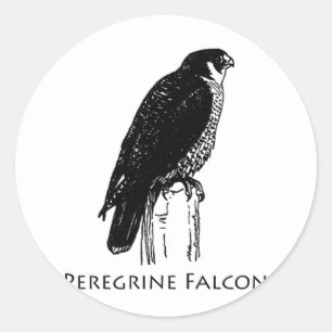 Peregrine Falcon (illustration) Classic Round Sticker