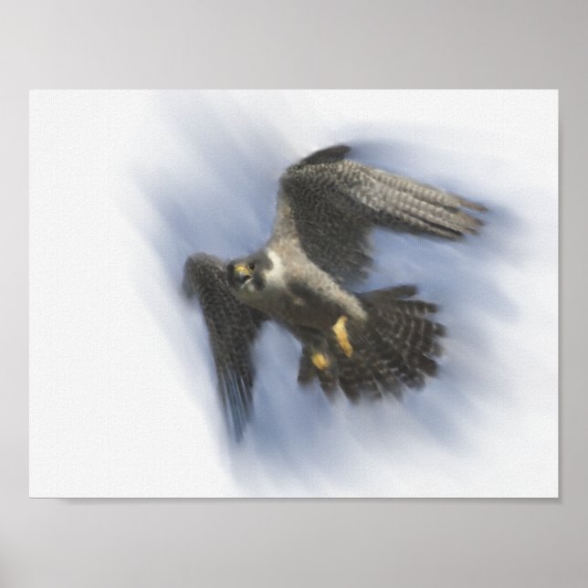 Peregrine Falcon in Flight Poster (Front)