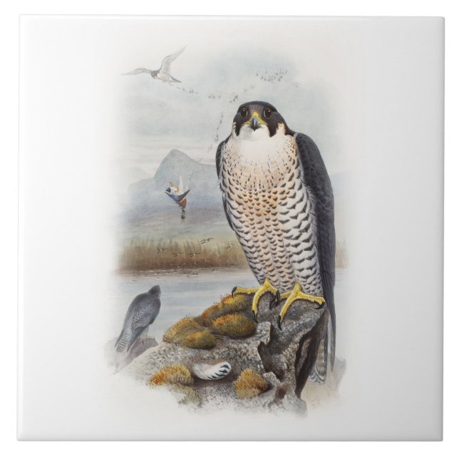 Peregrine Falcon John Gould Birds of Great Britain Tile (Front)