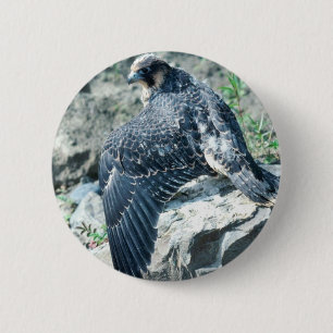 Peregrine Falcon, juvenile 6 Cm Round Badge