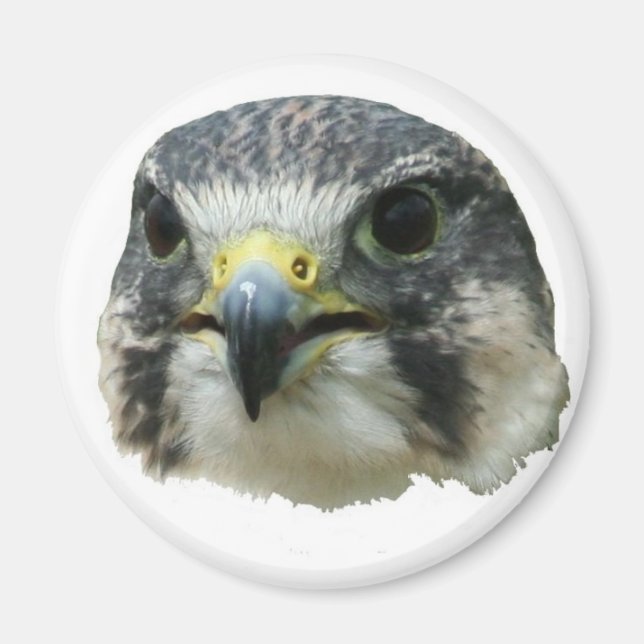 Peregrine Falcon Magnet (Front)
