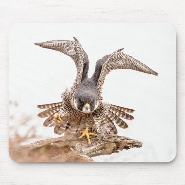 Peregrine Falcon Mouse Mat (Front)