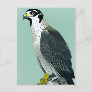 Peregrine Falcon - Nature Wildlife Bird Art Card