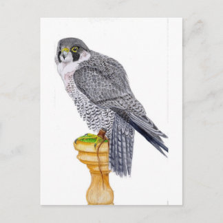 Peregrine Falcon on block postcard