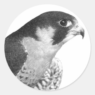 Peregrine Falcon-Pencil Classic Round Sticker
