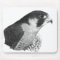 Peregrine Falcon-Pencil