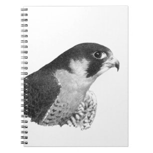 Peregrine Falcon-Pencil Notebook