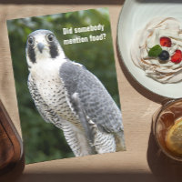Peregrine Falcon Photo Funny Nature Birthday