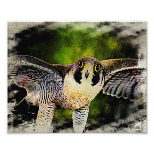Peregrine Falcon Photo Print