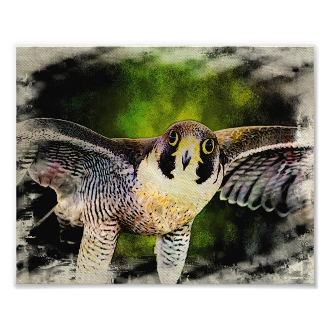 Peregrine Falcon Photo Print (Front)