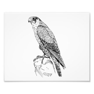 Peregrine Falcon Photo Print