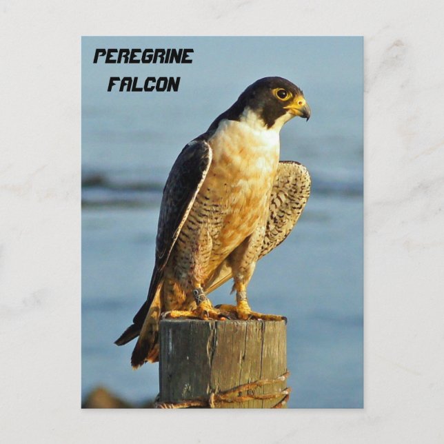 Peregrine Falcon Postcard (Front)