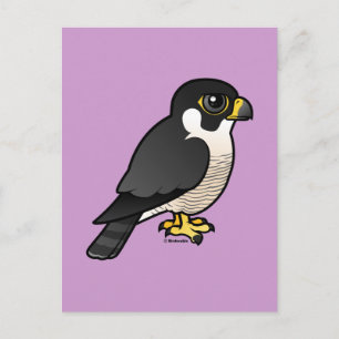 Peregrine Falcon Postcard