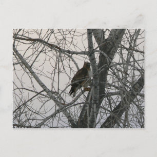 Peregrine Falcon Postcard