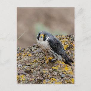 Peregrine falcon postcard