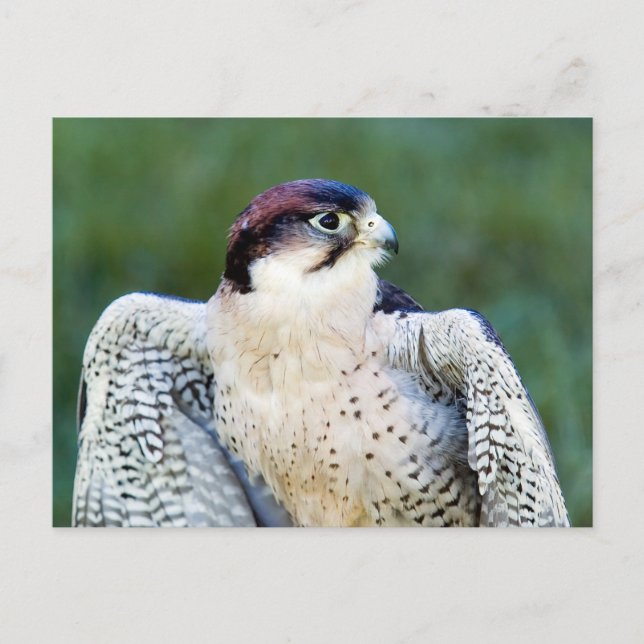 Peregrine Falcon Postcard (Front)