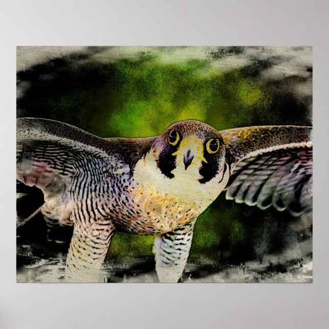 Peregrine Falcon Poster (Front)