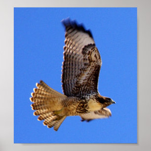 Peregrine Falcon Poster