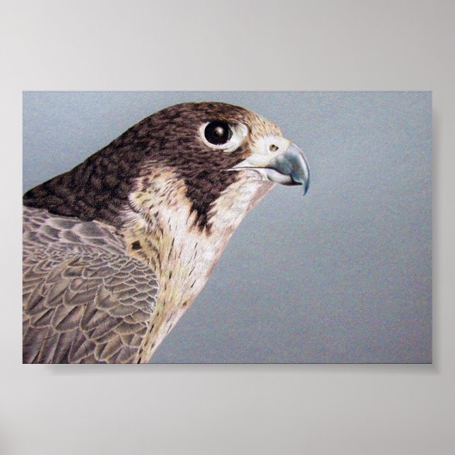 Peregrine Falcon Poster (Front)