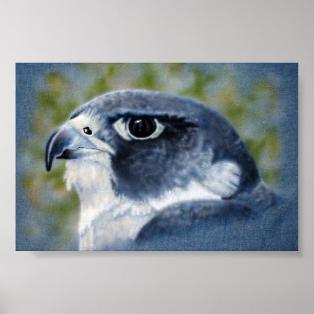 Peregrine Falcon Poster (Front)