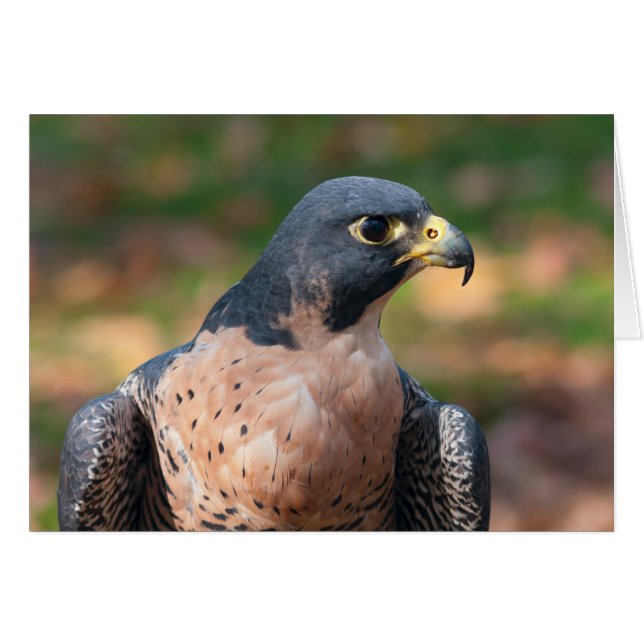 Peregrine Falcon Profile (Front Horizontal)