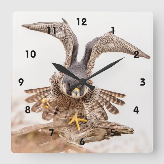 Peregrine Falcon Square Wall Clock (Front)