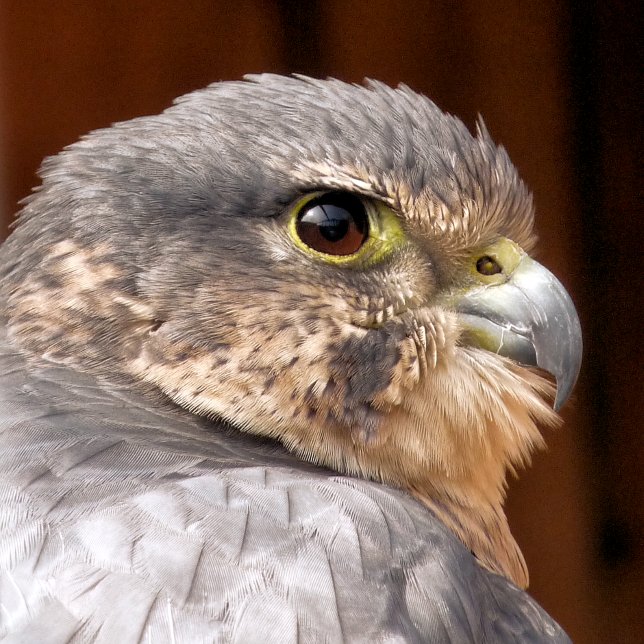 PEREGRINE FALCON TEA TOWEL (A photographic design of a beautiful bird of prey the merlin falcon.)