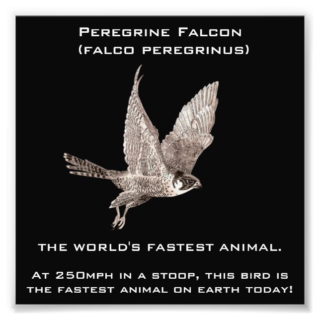 Peregrine Falcon The Fastest Animal Photo Print (Front)