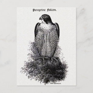 Peregrine Falcon Vintage Bird Illustration Postcard