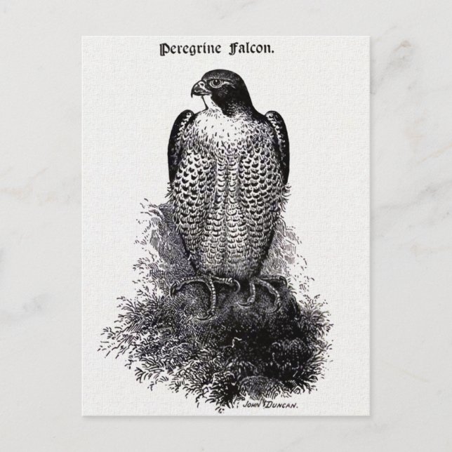 Peregrine Falcon Vintage Bird Illustration Postcard (Front)