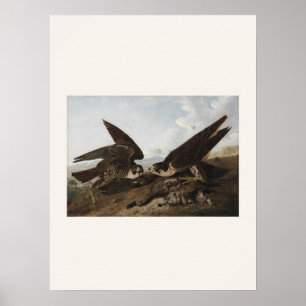Peregrine Falcons by Audubon - Vintage Bird Art Poster