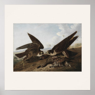 Peregrine Falcons by Audubon - Vintage Bird Art Poster