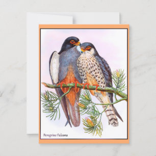 Peregrine Falcons Postcard