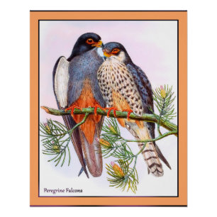 Peregrine Falcons Poster